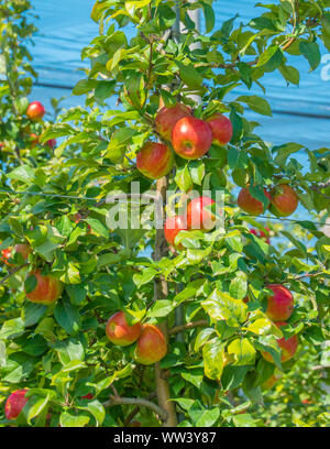 Reife Honig frische Äpfel auf dem Baum für die Kommissionierung in den Blue Mountain region von Ontario Kanada bereit. Stockfoto