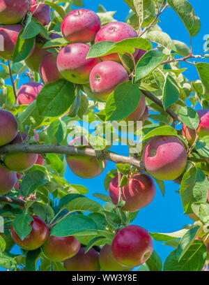 Reif McIntosh Äpfel auf dem Baum. Diese Vielfalt ist es, die nationalen Apple von Kanada. Stockfoto