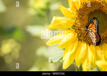 Monarch Butterfly, Danaus plexippus, auf helle gelbe Sonnenblumen auf einem sonnigen Sommermorgen Stockfoto