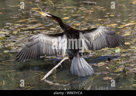 Australische Darter trocknen Flügel Stockfoto