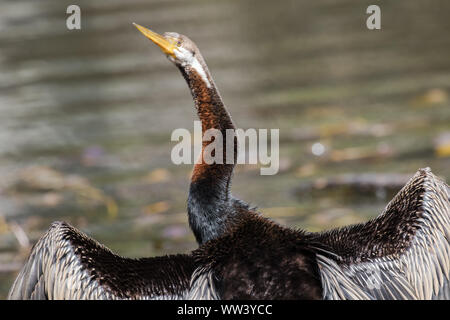 Australische Darter trocknen Flügel Stockfoto