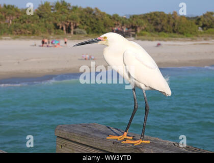 Snowy Egret zeigt seine gelben Füßen. Ist das Warten auf die nächste Mahlzeit aus der lokalen Fischer oder ist es über die Fischerei selbst zu gehen? Venedig, Florida. Stockfoto