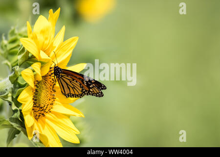 Monarch Butterfly, Danaus plexippus, auf helle gelbe Sonnenblumen auf einem sonnigen Sommermorgen Stockfoto