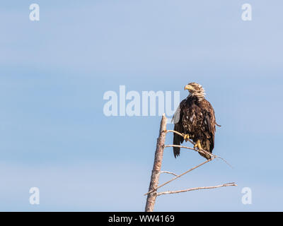 Kinder bald eagle hocken auf einem toten Baum in Kouchibouguac National Park, New Brunswick, Kanada Stockfoto
