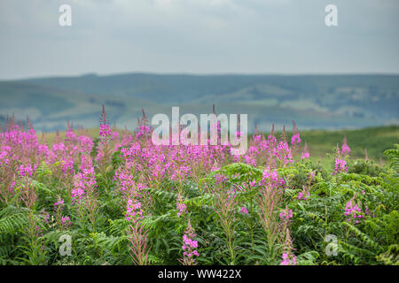 Fireweed Blumen auf der Hügelseite in Shropshire, Großbritannien Stockfoto