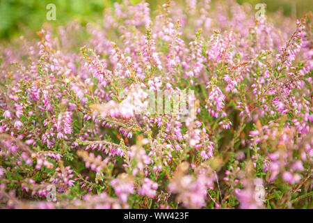Blossom wild Heather auf Berggebiete Wiese, in der Nähe mit verschwommenen Hintergrund Stockfoto