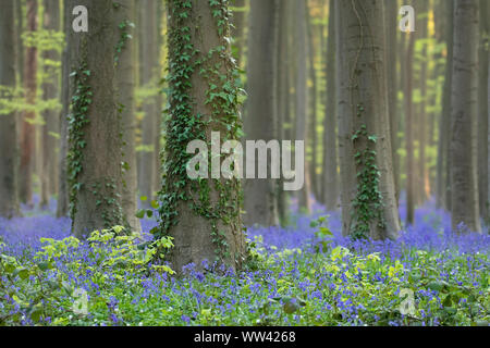 Schöne Glockenblumen wachsen und der Waldboden im Wald Hallerbos für ein paar Wochen im Frühjahr. Belgiens touristische Attraktion. Lila Stockfoto