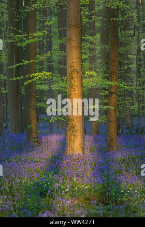 Schöne Glockenblumen wachsen und der Waldboden im Wald Hallerbos für ein paar Wochen im Frühjahr. Belgiens touristische Attraktion. Lila Stockfoto