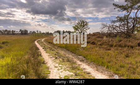 Landschaft der Kalmthoutser Heide Heide Naturschutzgebiet in Belgien an einem sonnigen Bewölkter Tag Stockfoto