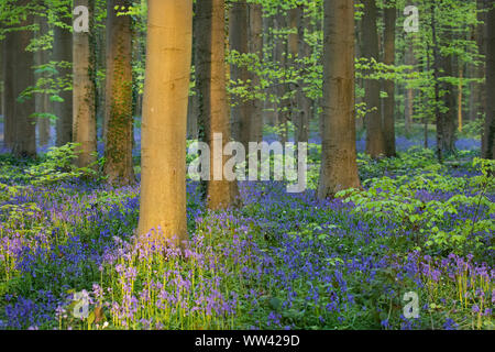 Schöne Glockenblumen wachsen und der Waldboden im Wald Hallerbos für ein paar Wochen im Frühjahr. Belgiens touristische Attraktion. Lila Stockfoto