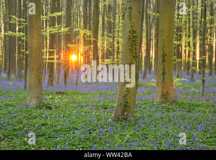 Schöne Glockenblumen wachsen und der Waldboden im Wald Hallerbos für ein paar Wochen im Frühjahr. Belgiens touristische Attraktion. Lila Stockfoto