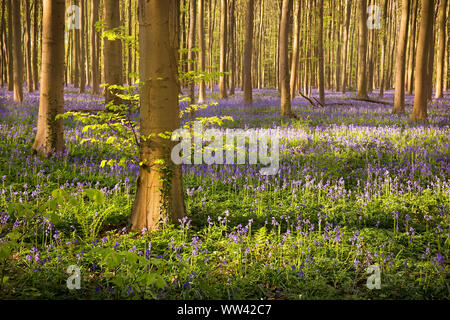 Schöne Glockenblumen wachsen und der Waldboden im Wald Hallerbos für ein paar Wochen im Frühjahr. Belgiens touristische Attraktion. Lila Stockfoto