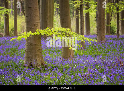 Schöne Glockenblumen wachsen und der Waldboden im Wald Hallerbos für ein paar Wochen im Frühjahr. Belgiens touristische Attraktion. Lila Stockfoto