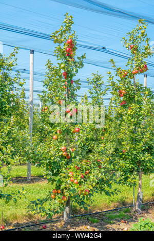 Reife Honig frische Äpfel auf dem Baum für die Kommissionierung in den Blue Mountain region von Ontario Kanada bereit. Stockfoto