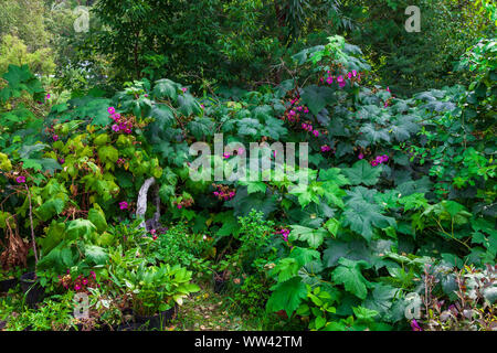 Büsche von schwarzen Johannisbeeren während der Blütezeit der rosa Blumen mit Blüten und Blätter im Garten an einem warmen Sommertag. Hintergründe und wallpape Stockfoto