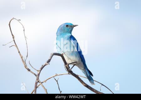 Ein männlicher Mountain bluebird (Sialia currucoides), in der Zucht Gefieder, in der Nähe der SCHNEIDWERK-PARALLELVERSTELLUNG, Alberta, Kanada thront. Stockfoto