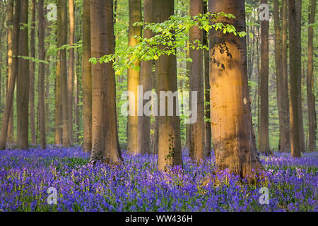 Schöne Glockenblumen wachsen und der Waldboden im Wald Hallerbos für ein paar Wochen im Frühjahr. Belgiens touristische Attraktion. Lila Stockfoto