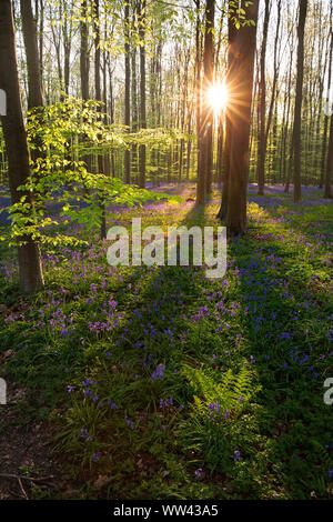 Schöne Glockenblumen wachsen und der Waldboden im Wald Hallerbos für ein paar Wochen im Frühjahr. Belgiens touristische Attraktion. Lila Stockfoto