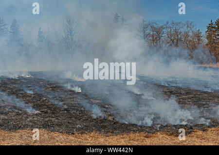 Rauch und geschwärzte Boden nach einer Wiese Burn in Spring Valley Nature Center in Schaumburg, Illinois Stockfoto