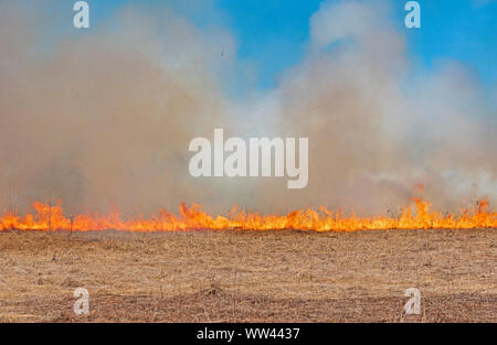 Feuer über die Prärie in einem Contrelled Burn in Spring Valley Nature Center in Schaumburg voran Stockfoto