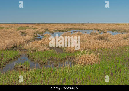 Gezeiten Marsh während der Ebbe in der Blackwater Wildlife Refuge in Maryland Stockfoto