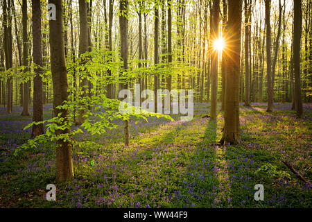 Schöne Glockenblumen wachsen und der Waldboden im Wald Hallerbos für ein paar Wochen im Frühjahr. Belgiens touristische Attraktion. Lila Stockfoto