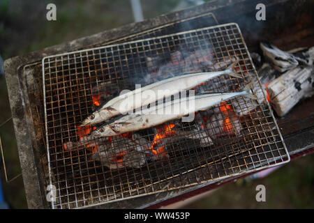 Pazifische Makrelenhecht Stockfoto