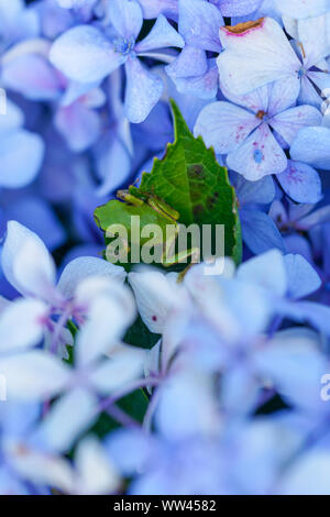 Hortensie und Laubfrosch Stockfoto