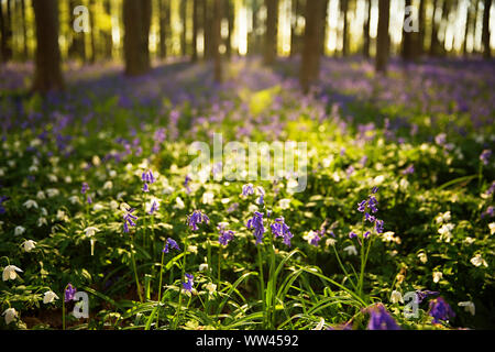 Schöne Glockenblumen wachsen und der Waldboden im Wald Hallerbos für ein paar Wochen im Frühjahr. Belgiens touristische Attraktion. Lila Stockfoto