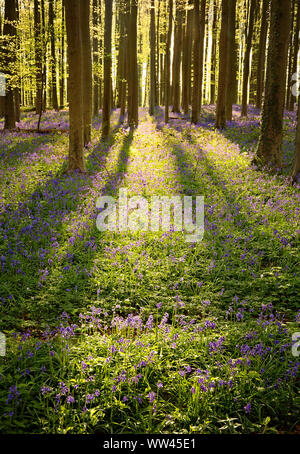 Schöne Glockenblumen wachsen und der Waldboden im Wald Hallerbos für ein paar Wochen im Frühjahr. Belgiens touristische Attraktion. Lila Stockfoto