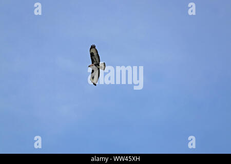 Oder Mäusebussard Buteo buteo oder poiana Raptor ganz in der Nähe der Explosion im Flug in Italien Stockfoto