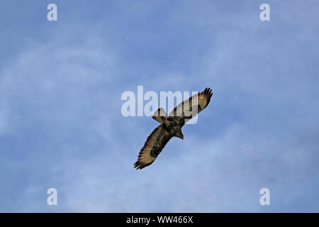 Oder Mäusebussard Buteo buteo oder poiana Raptor ganz in der Nähe der Explosion im Flug in Italien Stockfoto