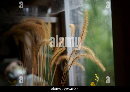 Weizen von Fenster Stockfoto