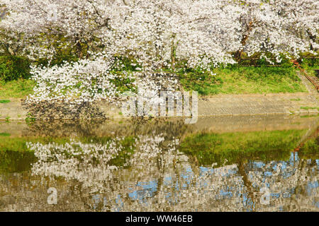 Kirschblüten, Tachioka Naturpark, Uto City, Präfektur Kumamoto, Japan Stockfoto