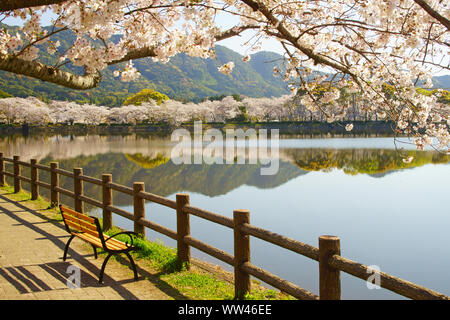 Kirschblüten, Tachioka Naturpark, Uto City, Präfektur Kumamoto, Japan Stockfoto