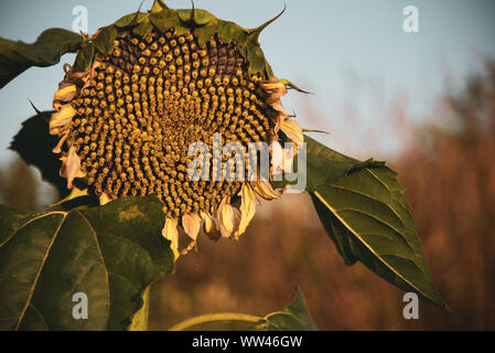 In der Nähe des Big single Sonnenblumen auf dem isolierten Hintergrund im Morgenlicht auf dem Feld in Sibirien, Russland. Stockfoto