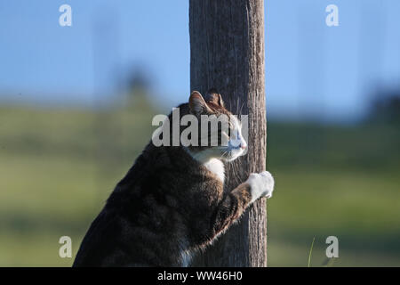 Tabby cat Status Symbol von Massachusetts und Rescue pet-Symbol von Kalifornien Kolorado Illinois Tennessee für alle Verkäufe I Lewknor blaues Kreuz spenden Stockfoto