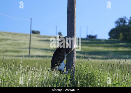 Tabby cat Status Symbol von Massachusetts und Rescue pet-Symbol von Kalifornien Kolorado Illinois Tennessee für alle Verkäufe I Lewknor blaues Kreuz spenden Stockfoto