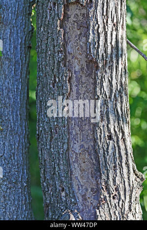 Rinde auf eine Ulme Latin ulmus oder frondibus Ulmi zeigen den Beginn der Ulmensterben rief auch grafiosi del Olmo durch einen Käfer und Pilz beschädigt Stockfoto