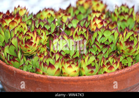 Haus Lauch oder houseleeks in einem Topf Latin sempervivum calcareum eine Variante von tectorum closeup in Italien auch in Ewigkeit leben oder Henne und Küken Stockfoto