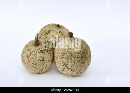 Indische Bael (Aegle marmelos) oder Holz apple Früchte auf weißem Hintergrund Stockfoto