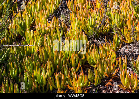 Carpobrotus edulis (Hottentot-Feige) Eispflanzen, die in Südkalifornien wachsen. Stockfoto
