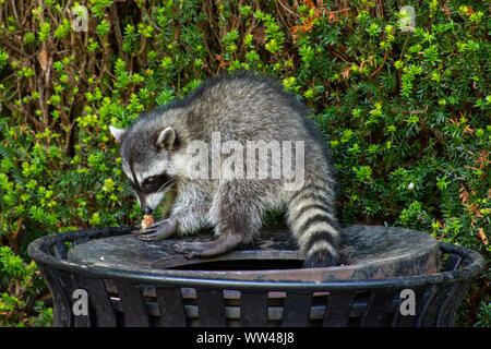 Waschbären (Procyon Lotor) essen Müll oder Unrat in einem kann das Eindringen der Stadt im Stanley Park, Vancouver, British Columbia, Kanada. Stockfoto