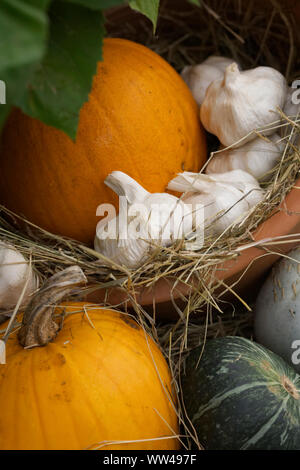 Ernte anzuzeigen. Kürbisse und Knoblauch. Stockfoto