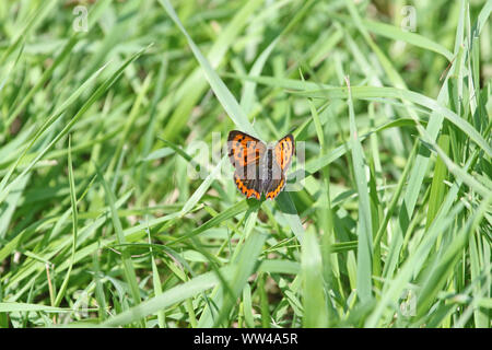 Kleine Kupfer Schmetterling lateinischer Name Lycaena phlaeas Familie lycaenidae Fütterung auf einem Grashalm im Sommer in Italien Stockfoto