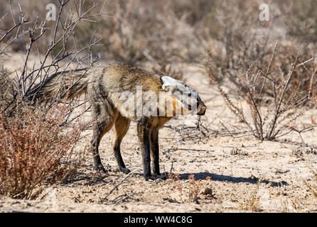 Eine bat-eared Fox Nahrungssuche im südlichen afrikanischen Savanne Stockfoto