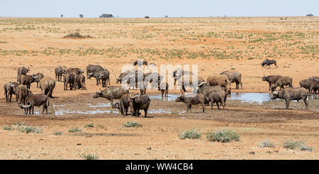 Weiße Nashörner und Büffel an einem Wasserloch in der südlichen afrikanischen Savanne Stockfoto