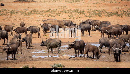 Weiße Nashörner und Büffel an einem Wasserloch in der südlichen afrikanischen Savanne Stockfoto