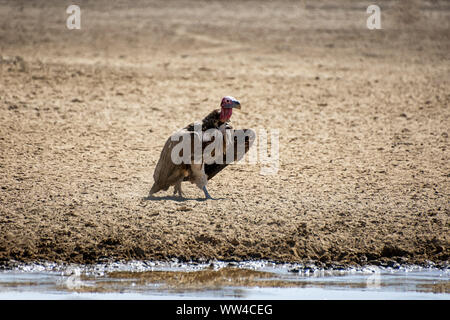 Ein Lappet-faced Geier durch ein Wasserloch im südlichen afrikanischen Savanne Stockfoto