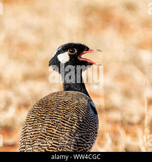 Eine nordische Black Korhaan Aufruf im südlichen afrikanischen Savanne Stockfoto